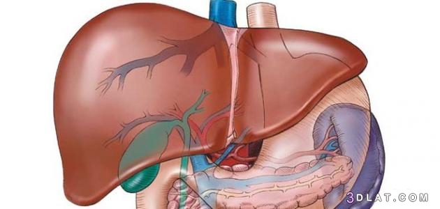 التهاب الكبد أسبابه وأعراضه وأنواعه وعلاجه