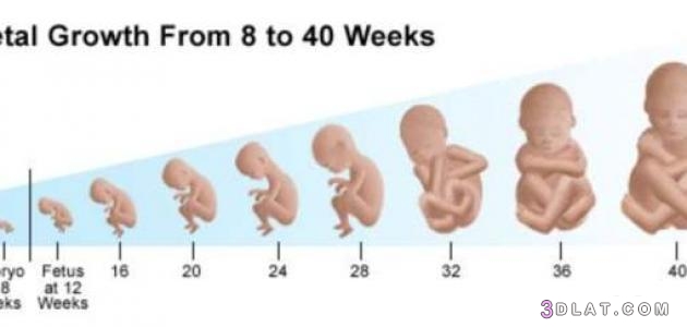 تعرفي على مراحل نمو الجنين شهريا، معلومات عن نمو الجنين 2024