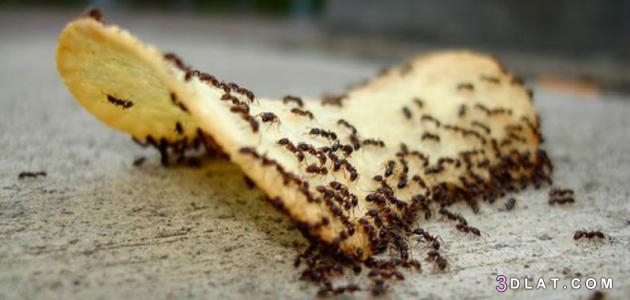 طرق طبيعية للتخلص من النمل فى المنزل2024,كيفية التخلص من النمل في البيت