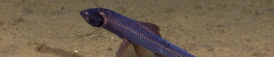 معلومات عن سمك التريبود ,  أسماك الترايبود ,حجمها ,وصفها ,موطنها