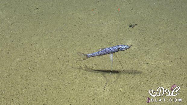 معلومات عن سمك التريبود ,  أسماك الترايبود ,حجمها ,وصفها ,موطنها