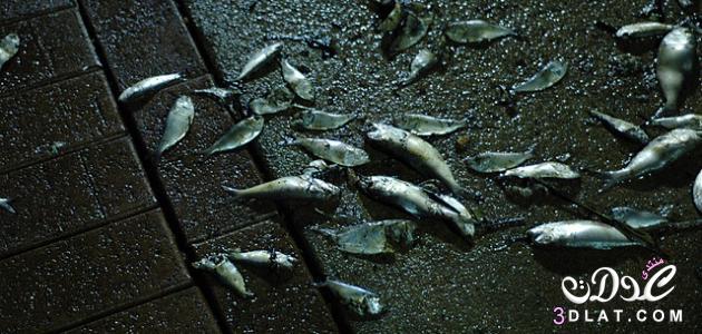 كيف يموت السمك، اسباب بشريه وطبيعيه لموت السمك