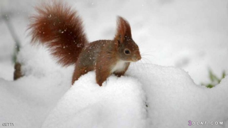 الحيوانات التي تعيش في المناطق الباردة