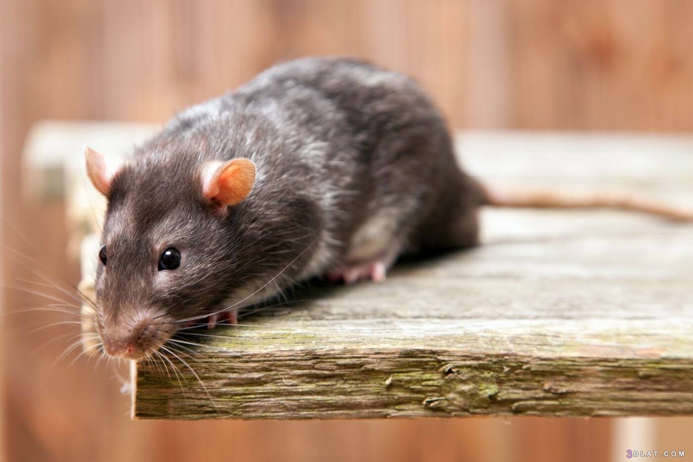 طريقة طرد الفئران من المنزل ماذا تفعل عند وجود فأر في منزلك ؟ تخلص منه بهذه