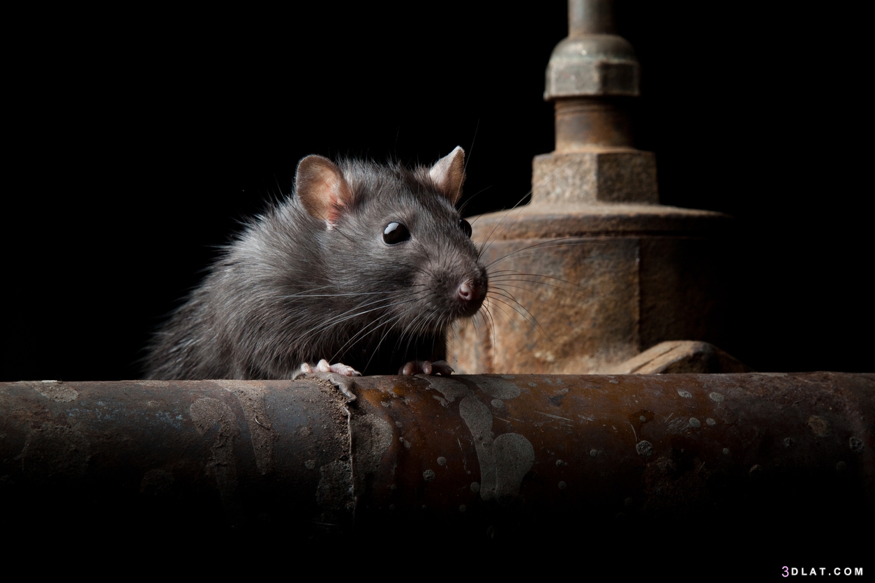 طريقة طرد الفئران من المنزل ماذا تفعل عند وجود فأر في منزلك ؟ تخلص منه بهذه