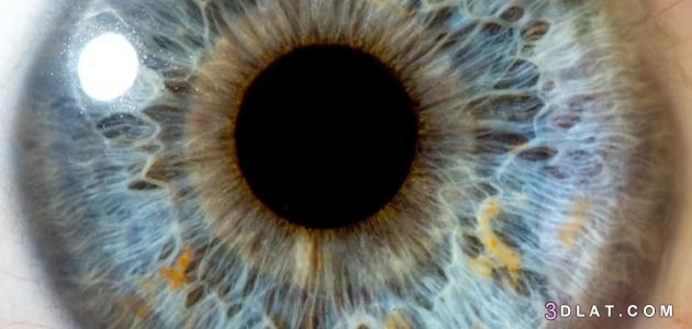 مكوّنات العين البشريّة ووظائفها،المحافظة على العين، حالات مرضية تصيب العين.