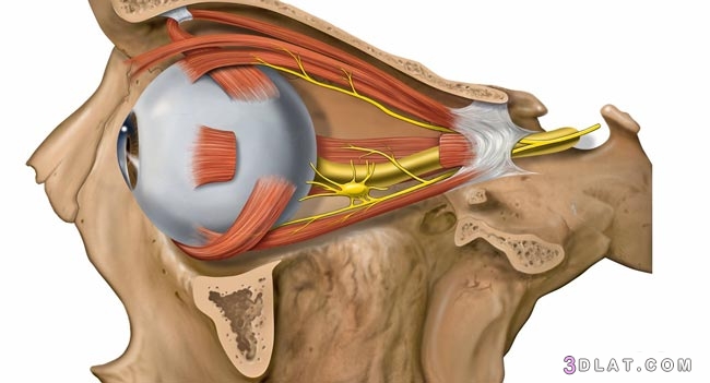 مكوّنات العين البشريّة ووظائفها،المحافظة على العين، حالات مرضية تصيب العين.