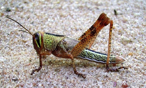 10 من اخطر الحشرات على وجه الارض بالصور 3dlat.com_12_19_9ab5_801a9d6747602