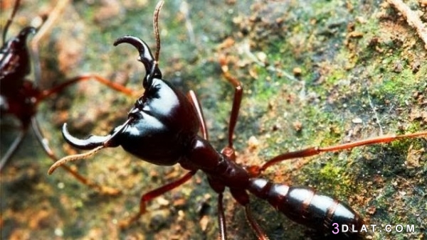 10 من اخطر الحشرات على وجه الارض بالصور 3dlat.com_12_19_9ab5_85c20ae083fe3