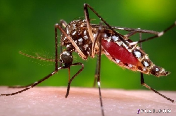 10 من اخطر الحشرات على وجه الارض بالصور 3dlat.com_12_19_a26d_3bbd5c9674fd10