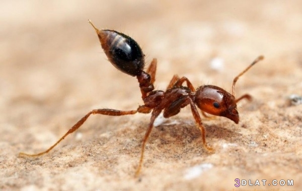 10 من اخطر الحشرات على وجه الارض بالصور 3dlat.com_12_19_a26d_58c96cf961766