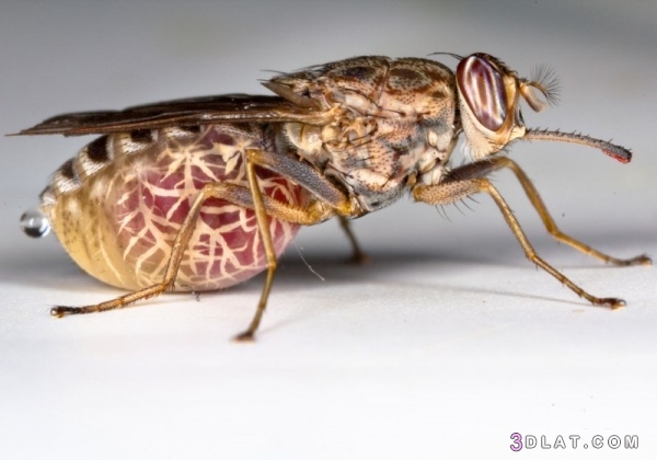 10 من اخطر الحشرات على وجه الارض بالصور , تعرفي علي أخطر 10 حشرات في العالم
