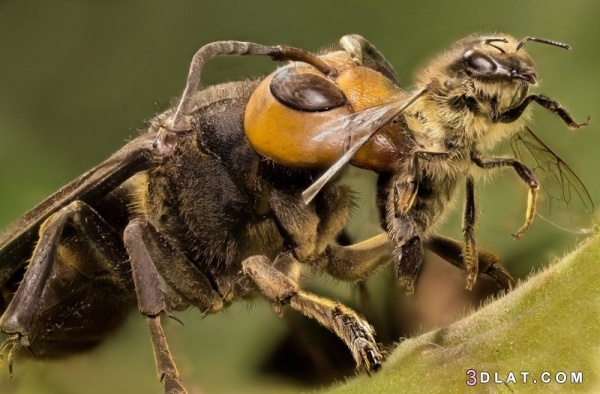 10 من اخطر الحشرات على وجه الارض بالصور , تعرفي علي أخطر 10 حشرات في العالم