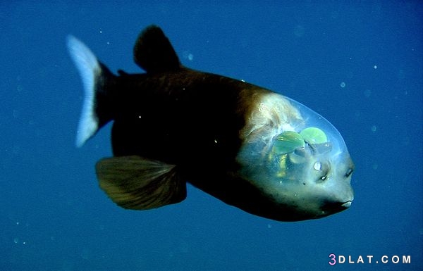 السمكة ذات الرأس الشفاف سبحان الله , معلومات رائعة عن السمك شفاف الرأس
