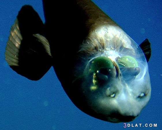 السمكة ذات الرأس الشفاف سبحان الله , معلومات رائعة عن السمك شفاف الرأس