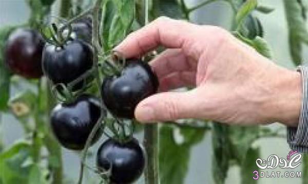 زراعة "بندورة سوداء" لأول مرة في العالم