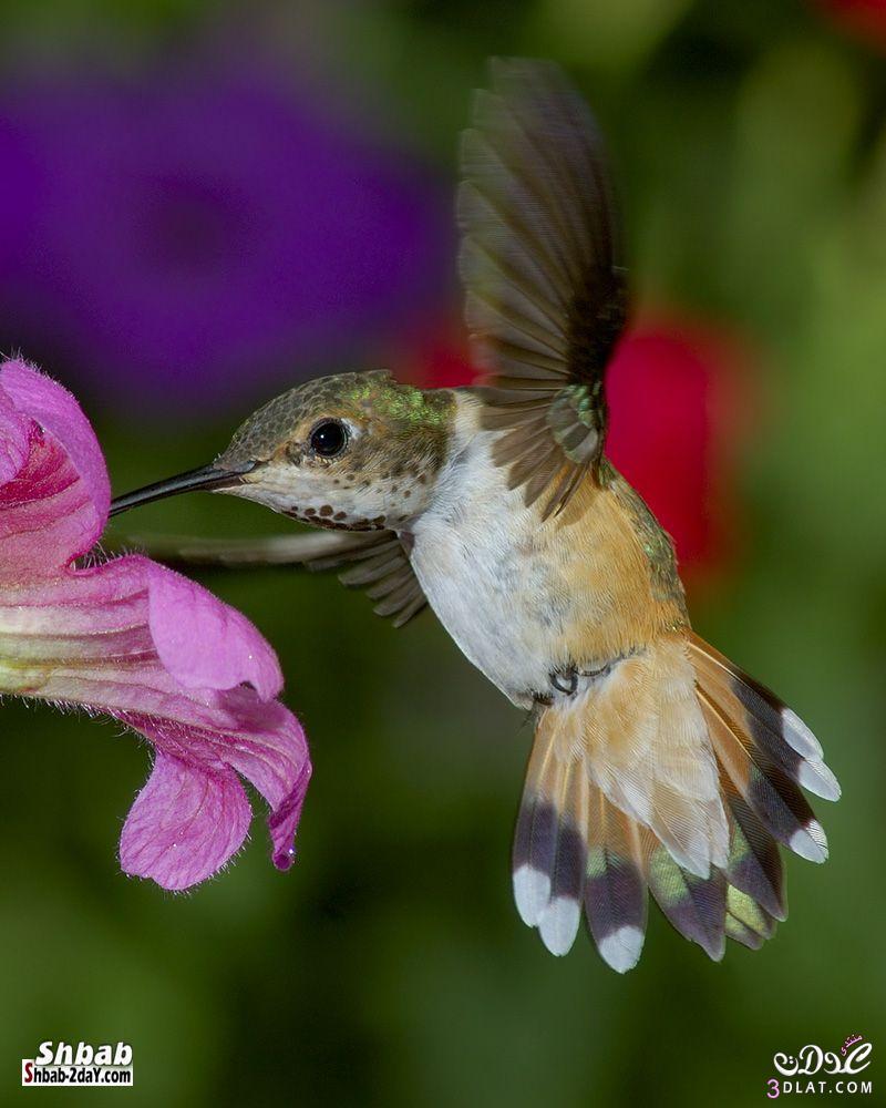 صور طائر الطنان - معلومات وصور عن طائر الطنان - أجمل وأصغر الطيور ...