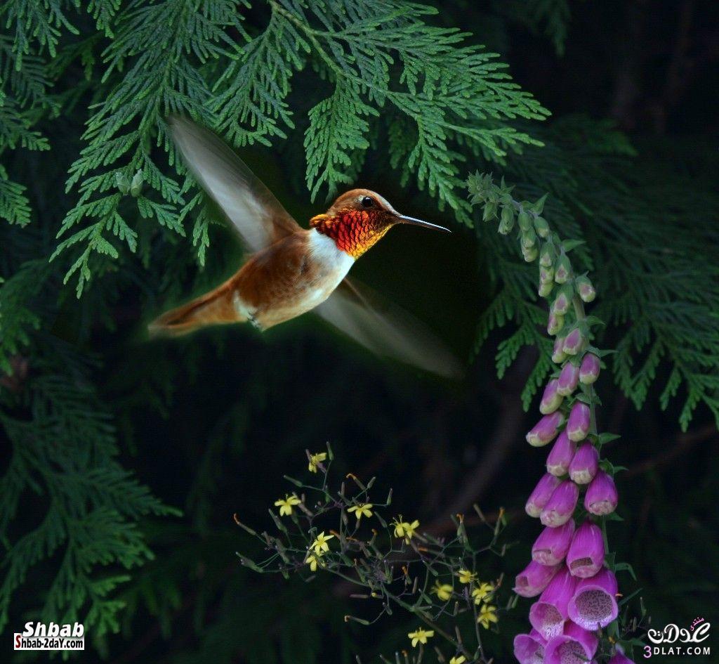 صور طائر الطنان - معلومات وصور عن طائر الطنان - أجمل وأصغر الطيور ...