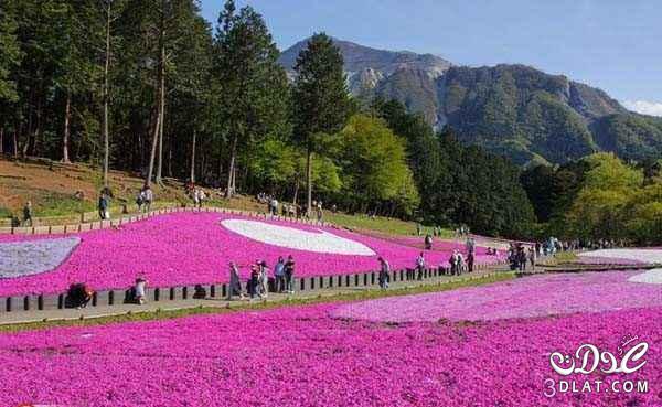 صور جديقة الزهور العملاقة في اليابان