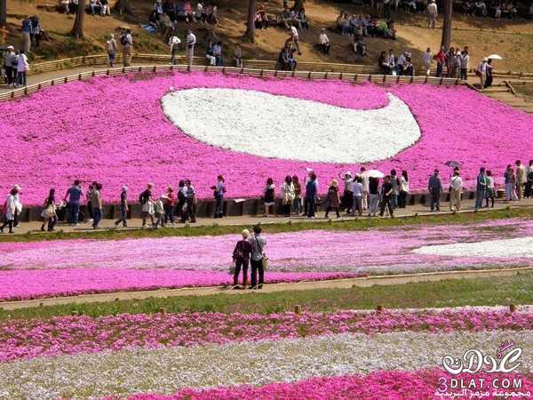 صور جديقة الزهور العملاقة في اليابان