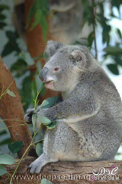 صور حيوان الكوالا صور جميلة لحيوان الكوالا