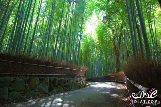 أجمل الصور لغابات الخيزوران في اليابان
