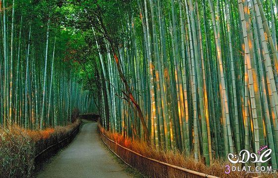 أجمل الصور لغابات الخيزوران في اليابان
