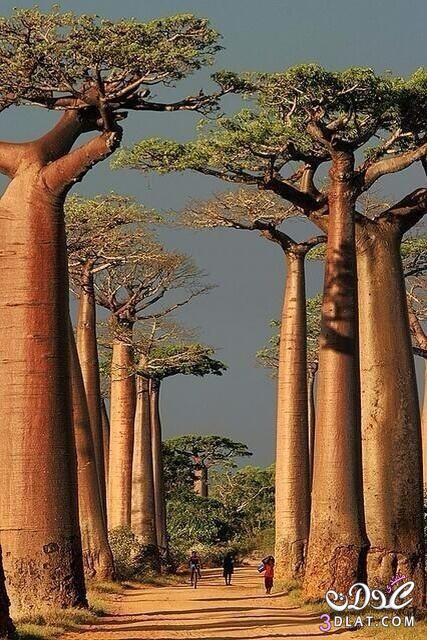 صور أشجار عملاقة