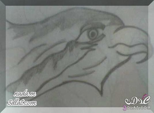 رسوماتى بقلم الرصاص صور طيور برسماتى لوحات بقلم الرصاص حصريا