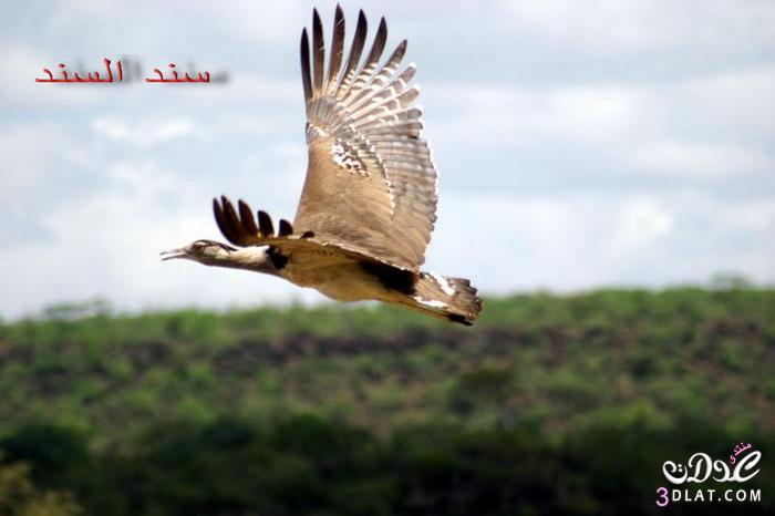 طائر الحبارى معلومات عن طائر الحبارى 2024 معلومات وصور عن طائر الحبار