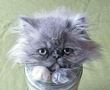 صور مذهلة تثير الضحك لقطط علقت في زجاجات