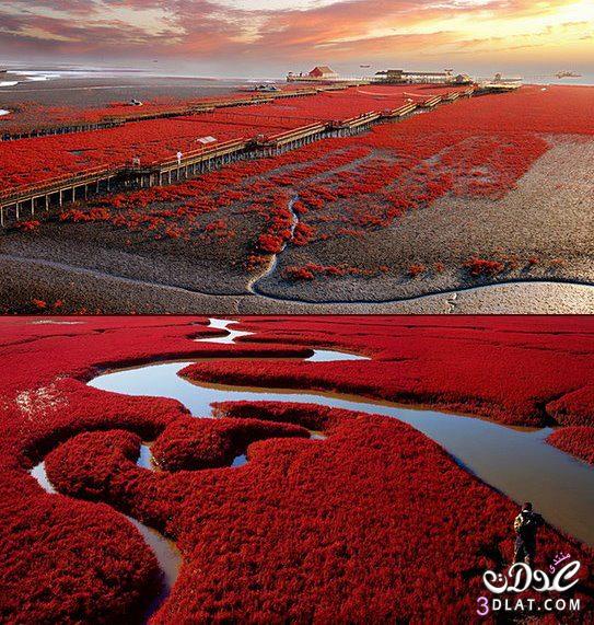 الشاطئ الأحمر في مدينة بانجين بالصين