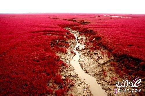 الشاطئ الأحمر في مدينة بانجين بالصين