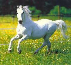 صور اجمل خيول اصيلة باللون الابيض , صور خيول عربية باللون الابيض 2024