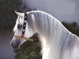 صور اجمل خيول اصيلة باللون الابيض , صور خيول عربية باللون الابيض 2024