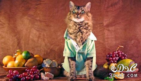 صور قطط بملابس مضحكة , خلفيات قطط كيوت 2024