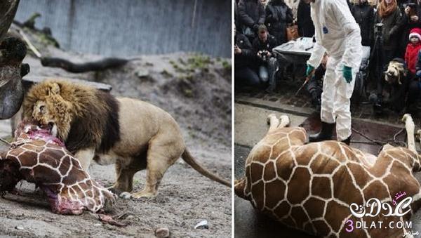 حارس حديقة حيوان دنماركية قتل زرافة وقدمها طعاماً للأسود