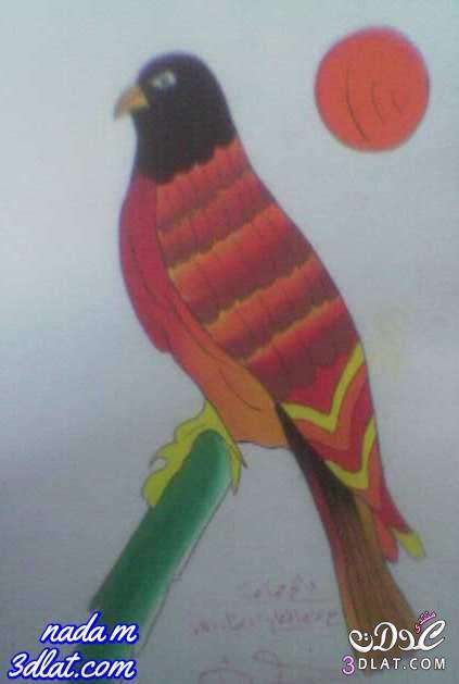 صور طيور بالوان المائية رسوماتى من الطيور رسوماتى من دفترى