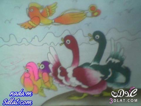 صور طيور بالوان المائية رسوماتى من الطيور رسوماتى من دفترى