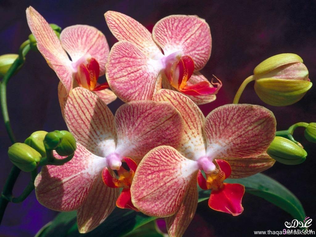 أجمل 10 زهور ملونة في العالم