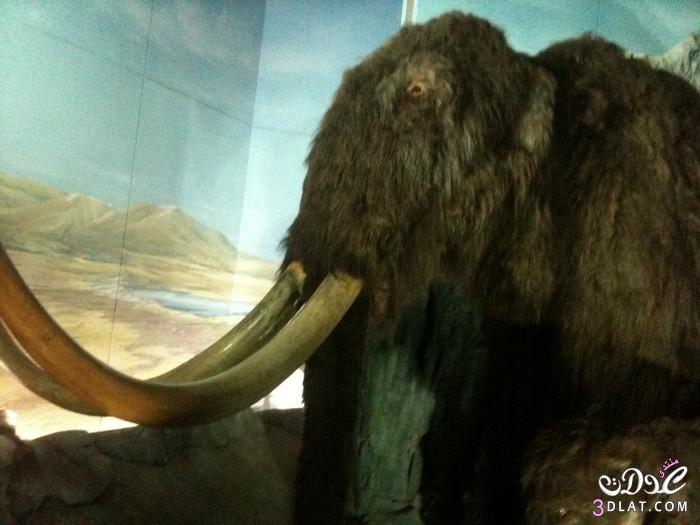 رد: رحلة الى متحف الديناصورات في كارديف من تصويري, سياحه لمتحف الحيوانات المنقرض