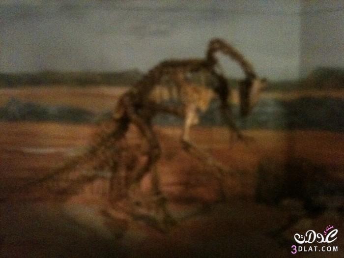 رحلة الى متحف الديناصورات في كارديف من تصويري, سياحه للمتحف الوطني في كارديف