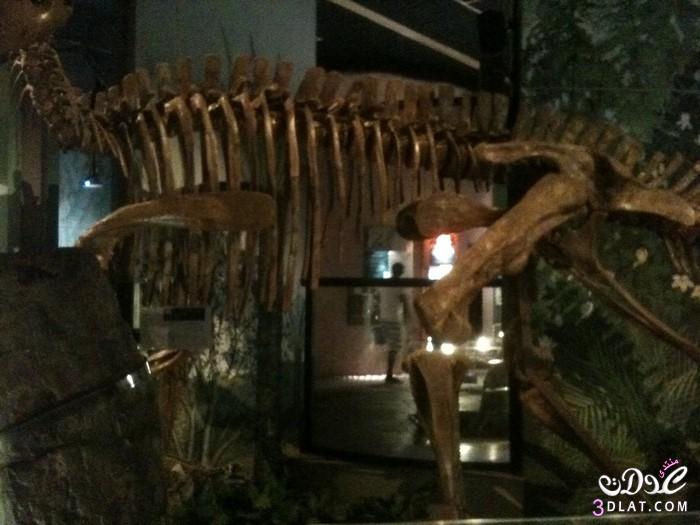 رحلة الى متحف الديناصورات في كارديف من تصويري, سياحه للمتحف الوطني في كارديف
