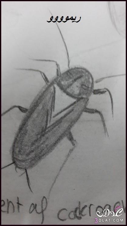 مفيد أنا أرتدي الملابس بدلة  رسوماتى للحشرات2022,الحشرات بقلمى,رسم الحشرات بقلم الرصاص - ريموووو