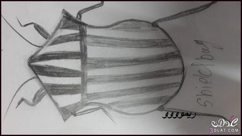 رسوماتى للحشرات2024,الحشرات بقلمى,رسم الحشرات بقلم الرصاص