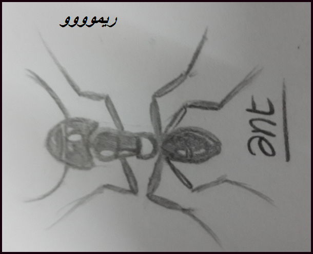 رسوماتى للحشرات2024,الحشرات بقلمى,رسم الحشرات بقلم الرصاص