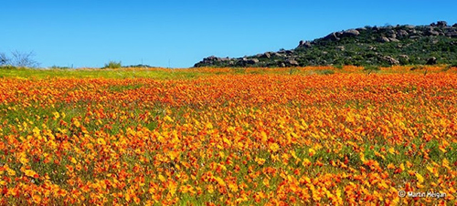 معجزة زهور الربيع في ناماكولاند