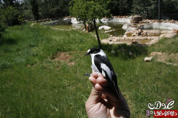 اكتشاف طائر نادر في فلسطين .. "خاطف الذباب المُطوّق"