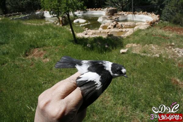 اكتشاف طائر نادر في فلسطين .. "خاطف الذباب المُطوّق"