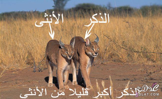 حيوان الوشق العربي النادر,القط البري